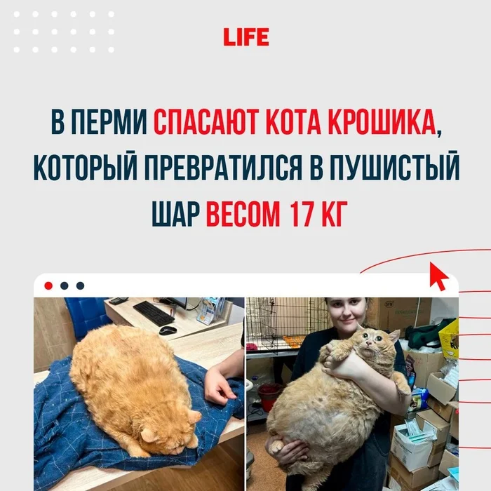 A cat is being rescued in Perm - cat, Obesity, Picture with text, Text, VKontakte (link)