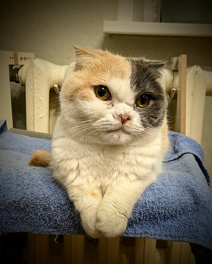 Моя кошечка, красивая и очень дикая