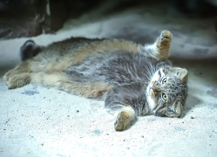 ���, ������