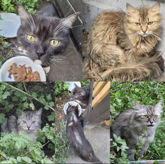 Lots of cats for free - Sviblovo - My, Lost, cat, Shelter, Volunteering, Homeless animals, Good league