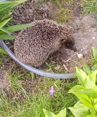 The hedgehog spoke to the hedgehog - My, Poetry, Peace, Nature, Hedgehog, Planet Earth