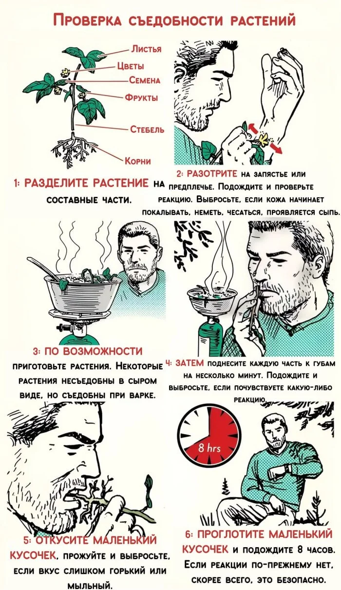 Methods for testing plants for edibility - Survival, Plants, Travels, Hike, Infographics, Forest, Nature, Проверка, I, Toxins, Danger, Method, Just, Education, Health, Caution, What to do, Poison, Vigilance, Food