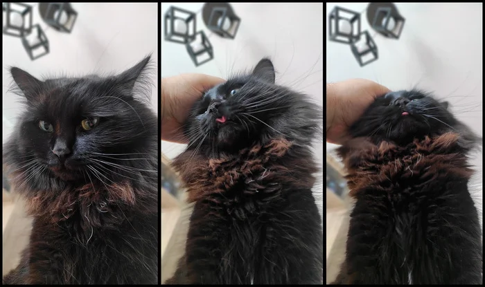 Cotriptych - My, cat, Pet the cat, Black cat, Pets, The photo, Fluffy