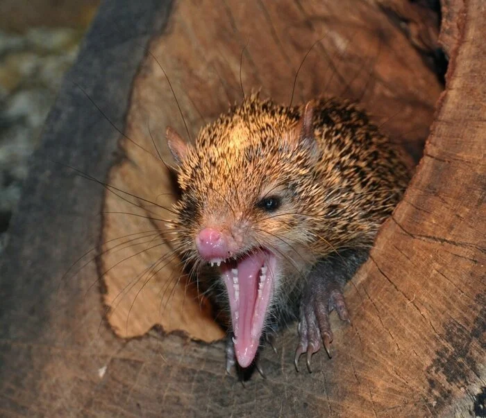 Tenrecs and ChatGPT - My, Hedgehog, Unusual, Video, Longpost, Chatgpt, Tenrek, Cloaca