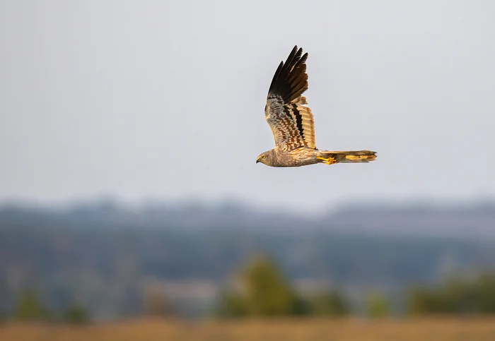 Montagu's Harrier - My, meadow harrier, Lun, Bird watching, Ornithology, Ornithology League, Photo hunting, In the animal world, Steppe