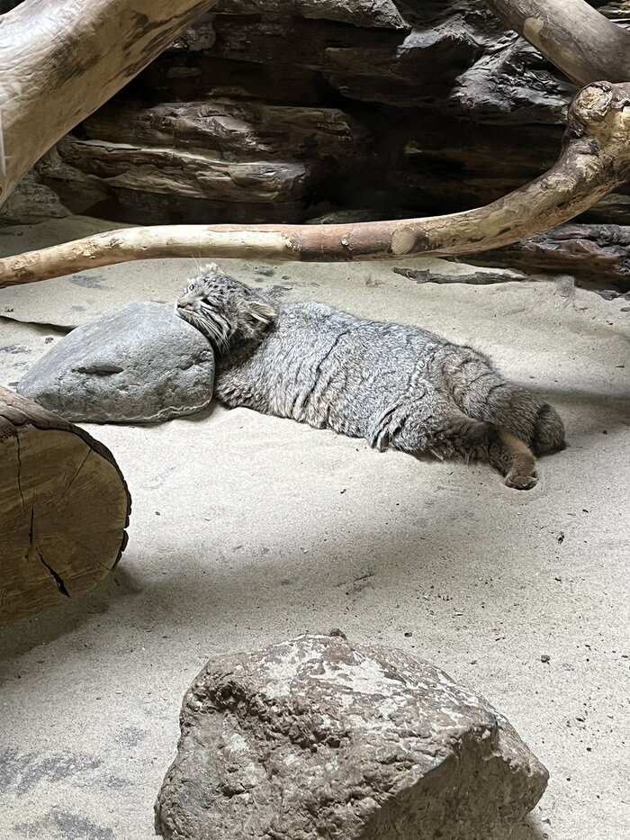 Только среда, а я уже так устал...