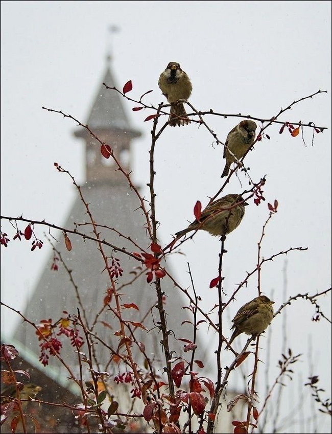 I love autumn - Telegram (link), Images, Animals, Autumn, Longpost