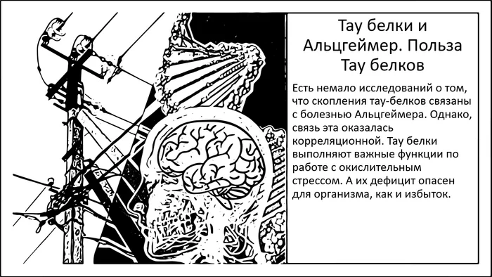 Тау-белок, Альцгеймер и пересмотр концепции - Моё, Исследования, Наука, Мозг, Научпоп, Эксперимент, Болезнь Альцгеймера, Длиннопост