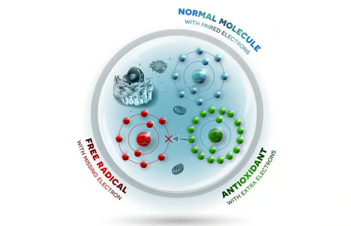Диаграмма, показывающая, как антиоксиданты взаимодействуют с нестабильными свободными радикалами, заменяя потерянный электрон.