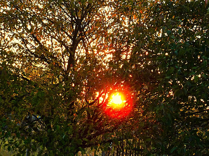 Сквозь ветви