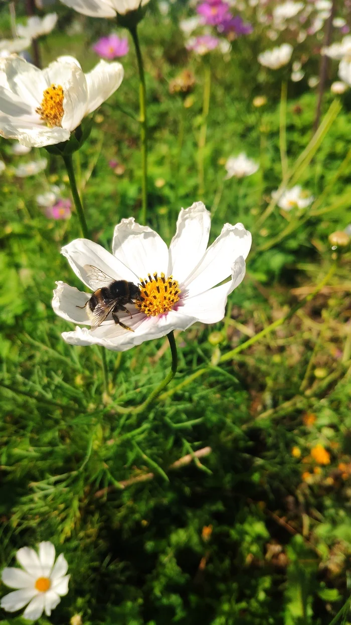 Bumblebee on a flower - My, Bumblebee, Flowers, Insects, The photo