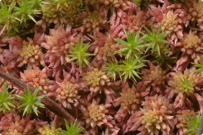 Sphagnum Moss Hairy - My, Gardening, Plants, Moss, Biology, Houseplants, Longpost