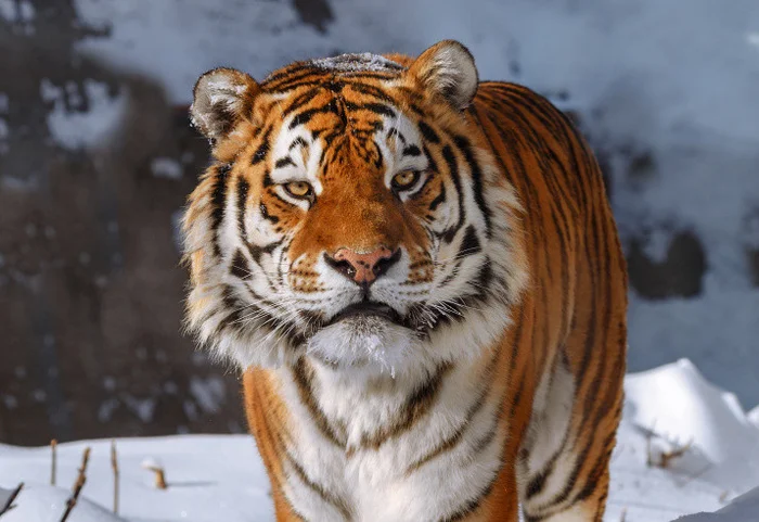 The maximum possible number of tigers in the Russian Federation is 1,200 individuals. - Amur tiger, Number, Limit, Дальний Восток, Tiger, Vef, Rare view, Red Book, Protection of Nature, TASS