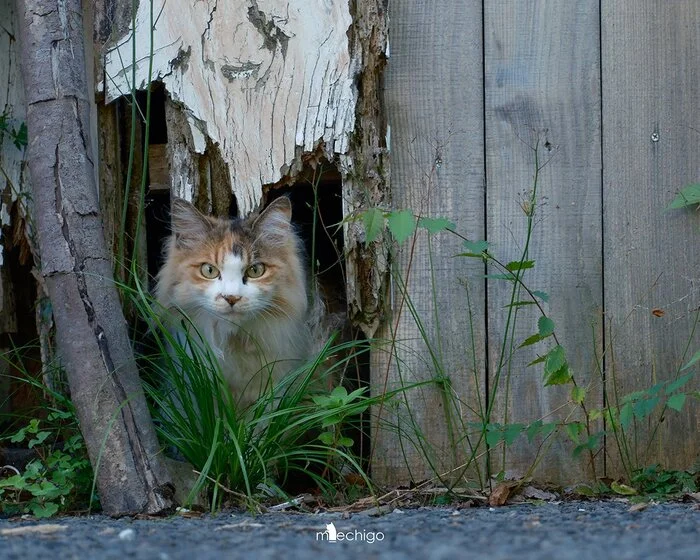 Predatory - cat, Sight, Twitter (link), Street photography