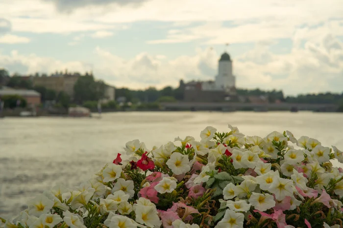 City of Vyborg - My, The photo, Photographer, Vyborg, Town