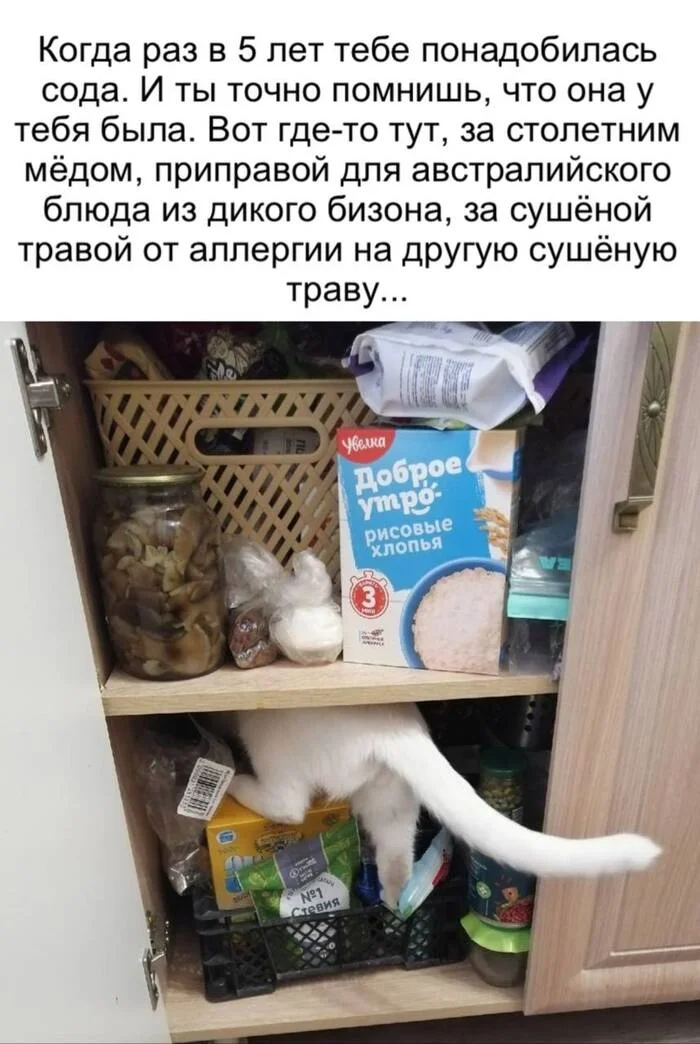 And don't look at me like that, I'm not going to throw anything away, everything I need is here! - Picture with text, Humor, cat, Kitchen, Condiments, Mess, Telegram (link)