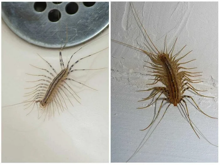 Centipedes are the most beneficial insects in your home - Centipede, Insects, Animals, Nature, Picture with text, Longpost