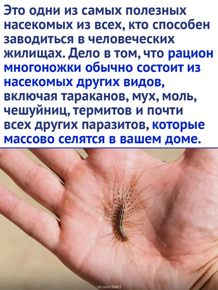 Centipedes are the most beneficial insects in your home - Centipede, Insects, Animals, Nature, Picture with text, Longpost