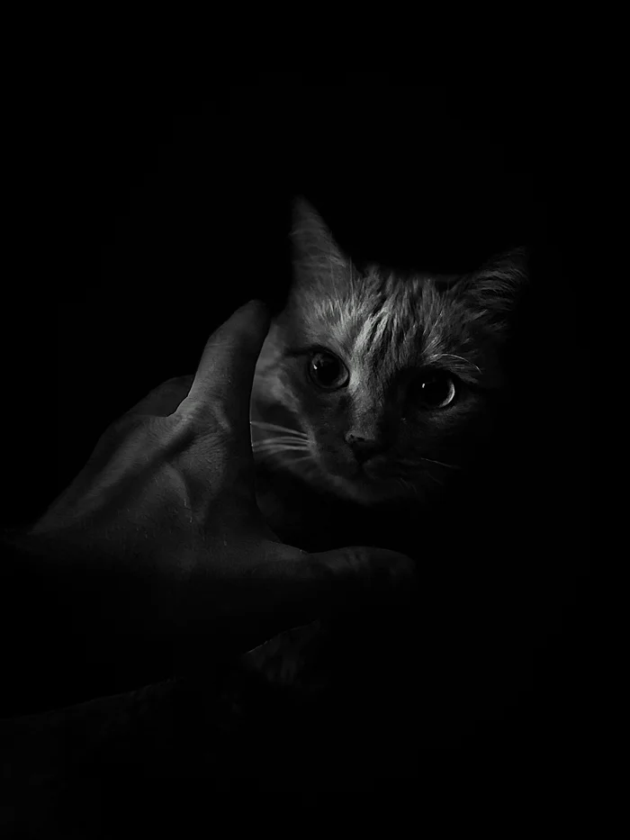 Movie poster - My, Mobile photography, The photo, cat, Black and white photo, Sight, Eyes, Hand