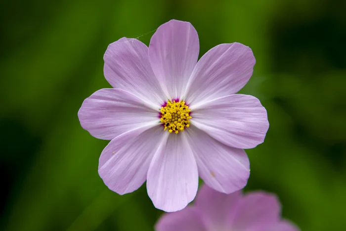 Beautiful flower - My, Flowers, Bloom, Plants, Macro photography, Symmetry, The photo