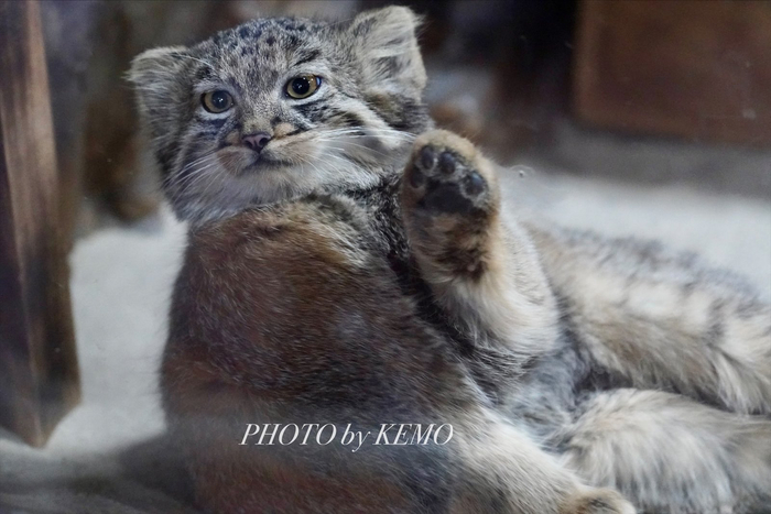 Кому добавки?