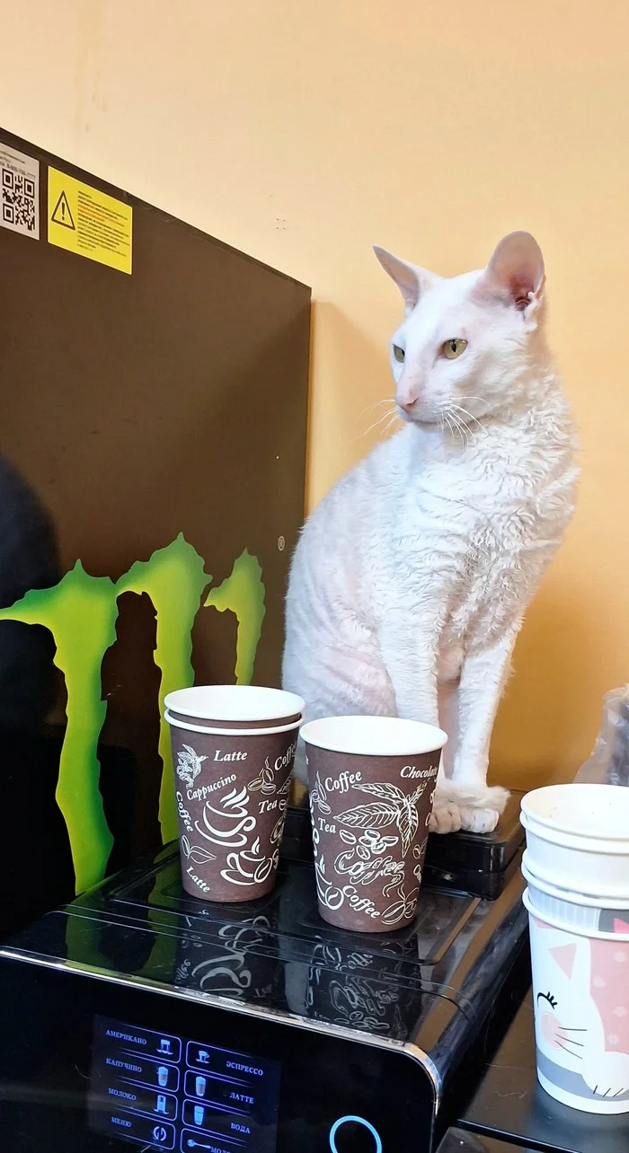 Continuation of the post Kotlandiya - a small island of shelter. Here people meet cats))) - cat, Krasnoyarsk, Cat cafe, Animal shelter, Helping animals, Kindness, Milota, House, Video, Vertical video, Reply to post, Longpost