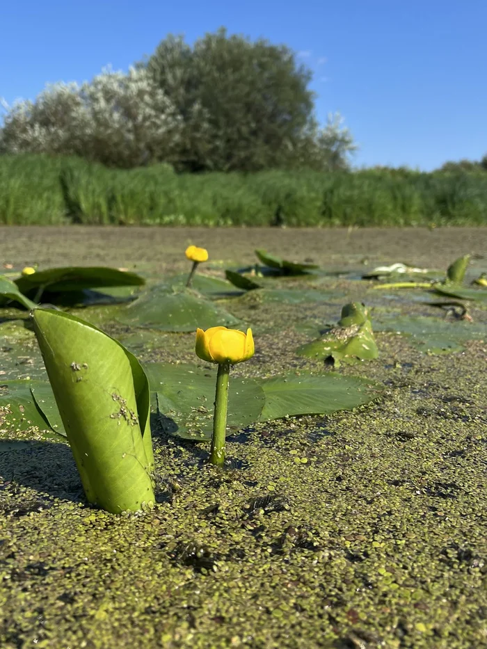 Yellow water lily - Water lily, beauty, wildlife, Plants, Beautiful view, Bloom, Aquatic plants