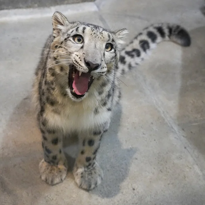 Barsyaka Smileyka - Snow Leopard, Wild animals, Zoo, Predatory animals, Cat family, Big cats