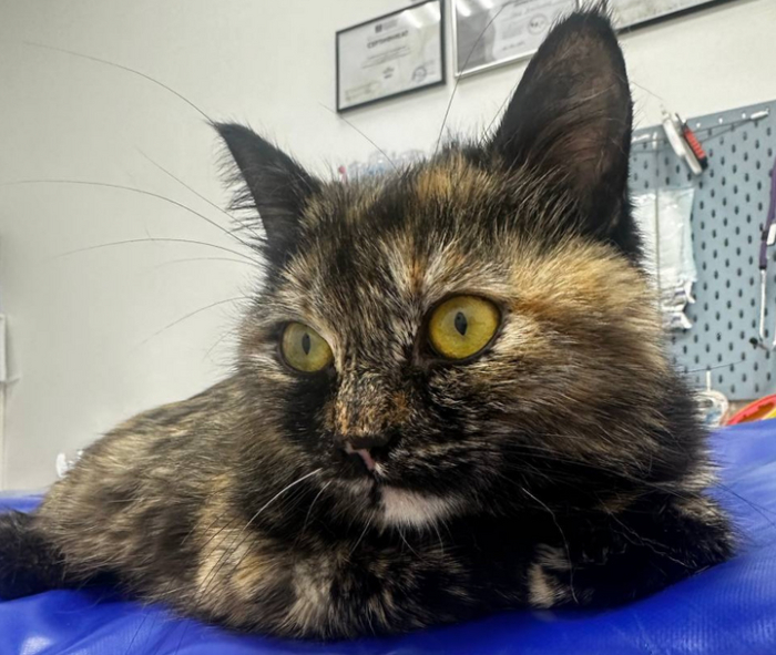 ���� ���� ���� ������� ���� ���, �� ��� ������ ����� ��������, ����� ������ ������� �����