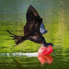 My totem animal #2 - Predator birds, Ornithology, Frigatebirds, Facts, Longpost