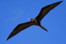 My totem animal #2 - Predator birds, Ornithology, Frigatebirds, Facts, Longpost