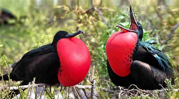 My totem animal #2 - Predator birds, Ornithology, Frigatebirds, Facts, Longpost