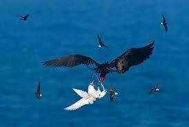 My totem animal #2 - Predator birds, Ornithology, Frigatebirds, Facts, Longpost