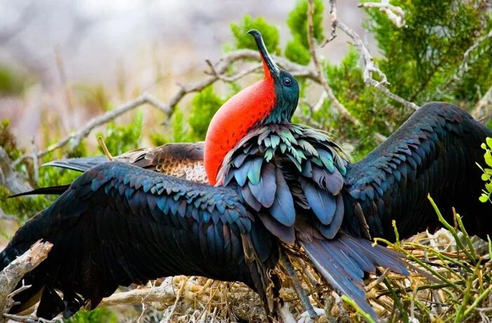 My totem animal #2 - Predator birds, Ornithology, Frigatebirds, Facts, Longpost