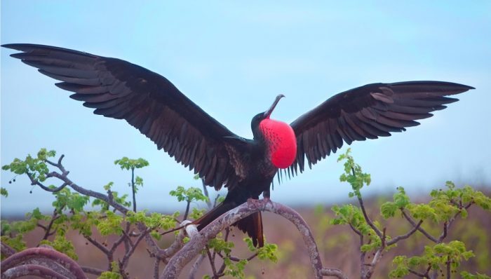 My totem animal #2 - Predator birds, Ornithology, Frigatebirds, Facts, Longpost