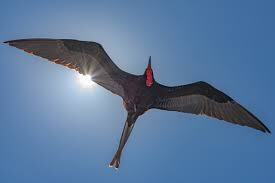 My totem animal #2 - Predator birds, Ornithology, Frigatebirds, Facts, Longpost