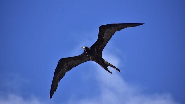 My totem animal #2 - Predator birds, Ornithology, Frigatebirds, Facts, Longpost