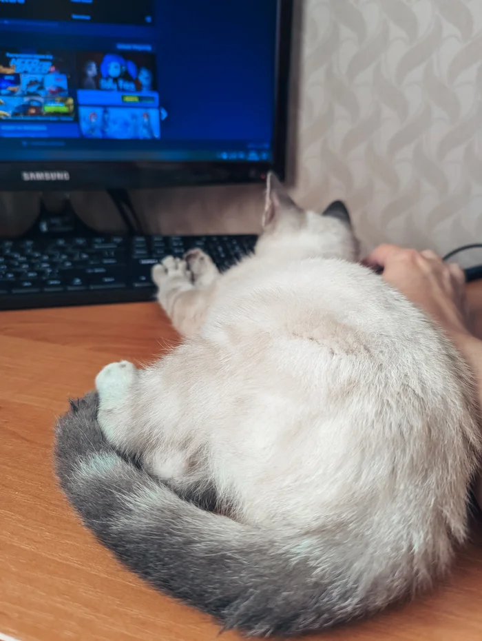 Companion for games - My, Positive, Computer games, Computer, cat, The photo, Games, Pet the cat, Fluffy, Longpost