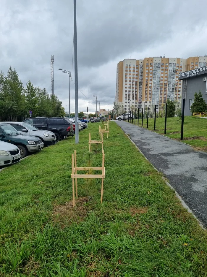 Первые саженцы купленные в т ч за счет донатов посажены в Тюмени - Моё, Тюмень, Тюменская область, Саженцы, Орехи, Кедр, Дуб, Длиннопост