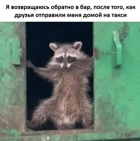 I'm not done having fun yet! - Humor, Picture with text, Raccoon, Bar, Alcohol, Repeat