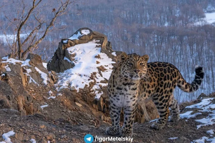 How can you not fall in love with someone like that? - Far Eastern leopard, The photo, Metelsky, Wild animals, wildlife, Phototrap, Predatory animals, Big cats, Leopard, Cat family, Casanova, beauty, Telegram (link)