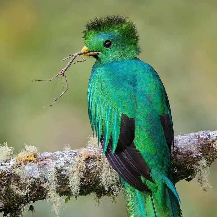 Guatemalan Quetzal with Stick Insect - Quezal, Birds, Wild animals, wildlife, Central America, The photo, Mining