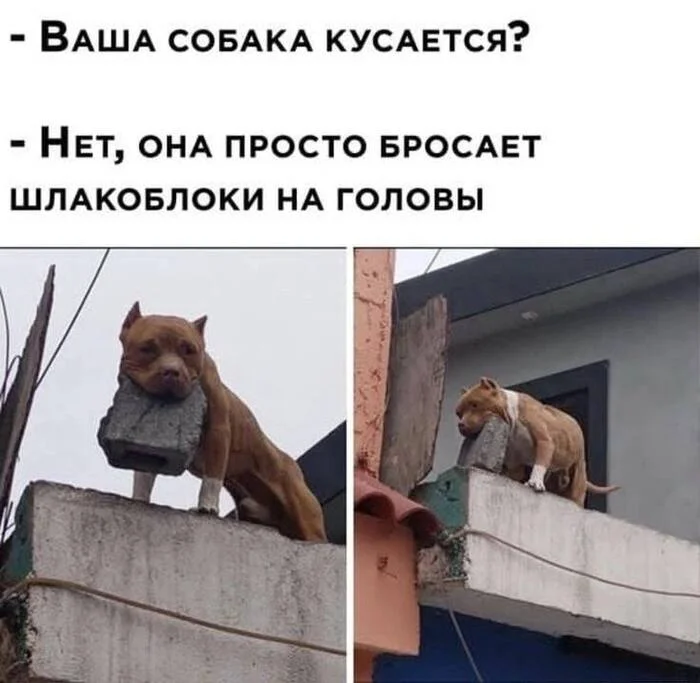 This is power! - Picture with text, Humor, Love, Dog, Dangerous animals, Laughter (reaction), Suddenly, Fun, Friend, Cinder block, Hardened, Repeat