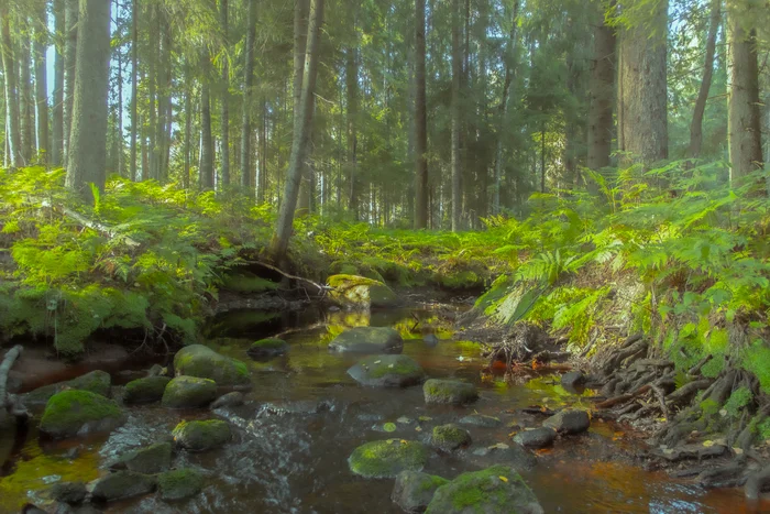 River in the forest - My, The photo, Canon 1300d, Forest, River