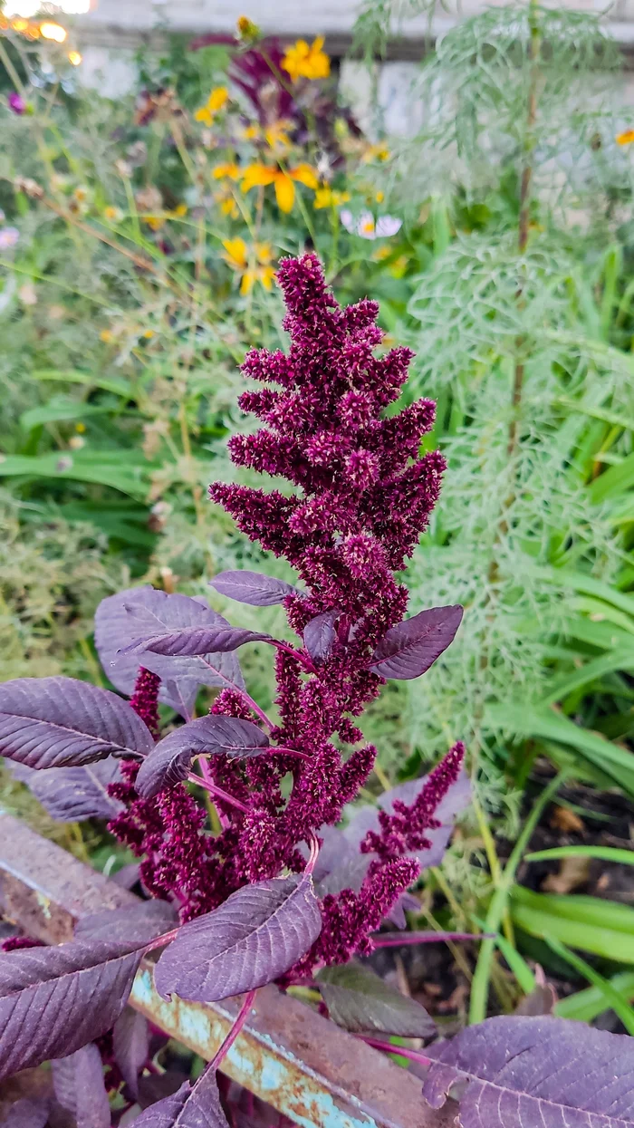 Photo project Let's take a closer look post #84. Amaranth - My, Bloom, Macro photography, Nature, The photo, The nature of Russia, Plants, Steppe, Microfilming, Grass, Longpost