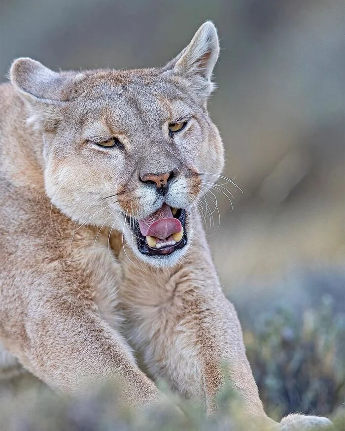 Didn't get enough sleep - Puma, Small cats, Cat family, Predatory animals, Wild animals, wildlife, Patagonia, South America, The photo