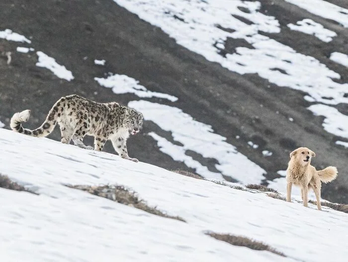 Confrontation - Snow Leopard, Big cats, Cat family, Dog, Canines, Predatory animals, Wild animals, wildlife, Himalayas, India, The photo