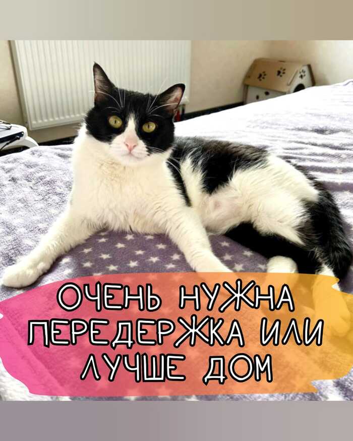 Нюша, нужна передержка или дом, очень ласковая котодевочка - Моё, Кот, Котята, Без рейтинга, Длиннопост, Малые кошки, Кошатники, В добрые руки, Бесплатно, Домашние животные, Приют для животных, Бездомные животные, Москва, Московская область, Видео, Вертикальное видео