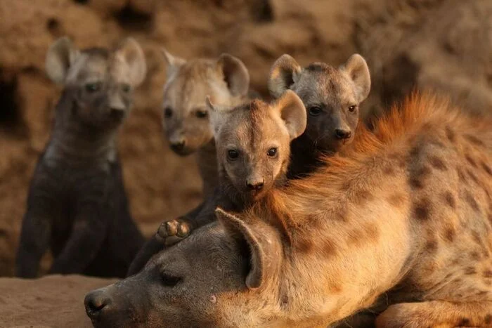 Mom is tired - Young, Hyena, Spotted Hyena, Predatory animals, Wild animals, wildlife, Africa, The photo