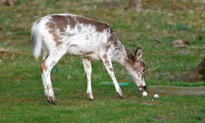 Golfer - Deer, Young, Artiodactyls, Wild animals, wildlife, Golf, The photo